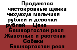 Продаются чистокровные щенки чихуахуа мальчики 8000рублей и девочки 10000рублей  › Цена ­ 10 000 - Башкортостан респ. Животные и растения » Собаки   . Башкортостан респ.